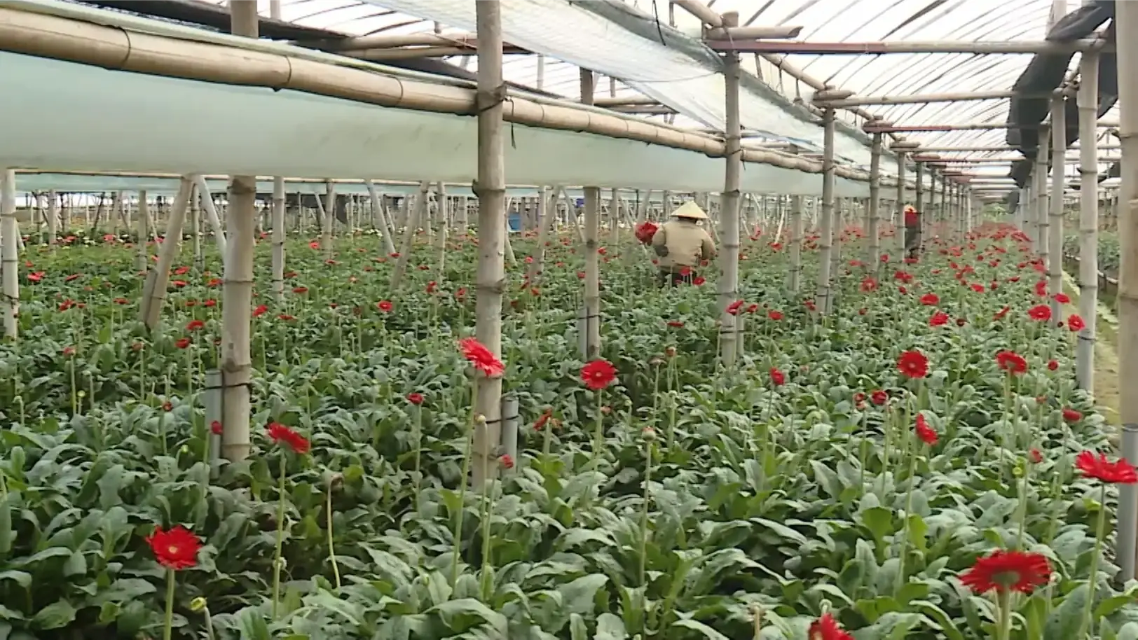 Xã Đan Phượng phát triển nông nghiệp bền vững | Nông nghiệp nông thôn | 30/10/2025